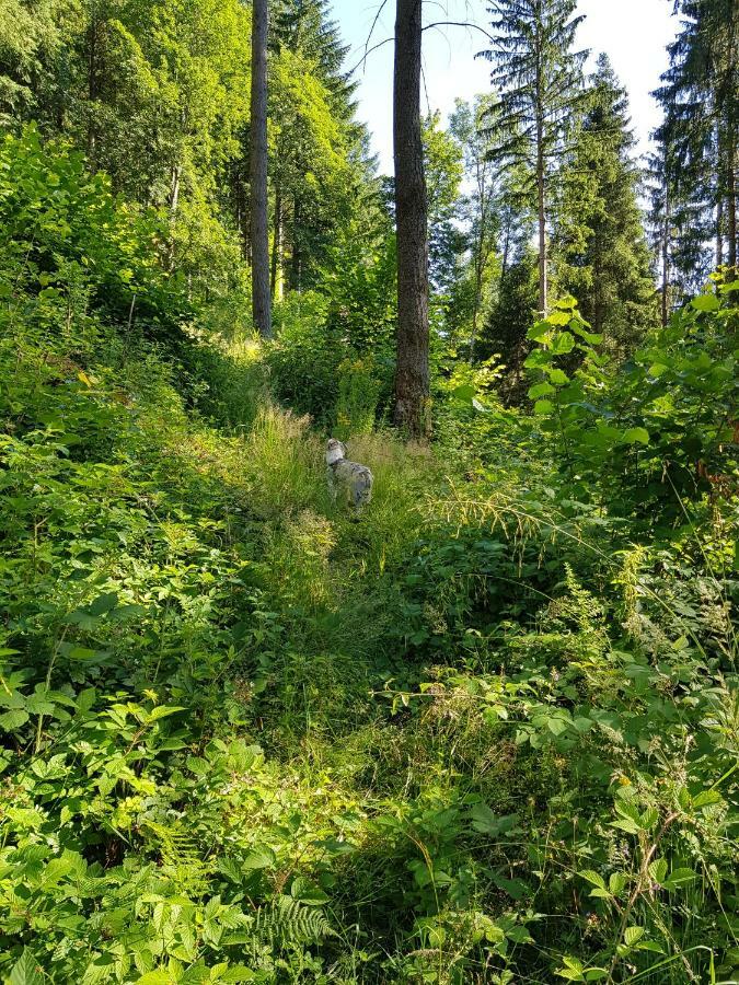 Wiesenblume Διαμέρισμα Schönau im Schwarzwald Εξωτερικό φωτογραφία